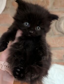 Süßer Maine coon BKH katerchen - Kyritz