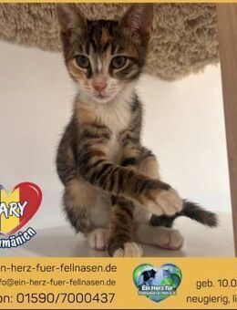 Mary wünscht sich ein tolles Zuhause! - Waakirchen