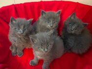 Maine coon kitten xxl - Neuenhaus Zentrum