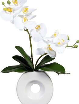 Kunstorchidee Phalaenopsis Orchidee Phalaenopsis, Creativ green, Höhe 35 cm, in Keramikvase