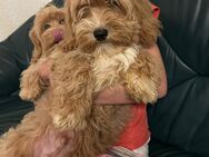 Maltipoo 1 Rüde noch frei - Rostock