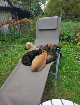 Hundewelpen aus dem Harz - Bad Grund (Harz)