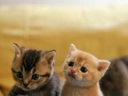 Verschpielte, verschmuste goldene Katzenkinder - Hamburg