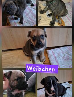 American Bully xl mix-welpen - Meiningen