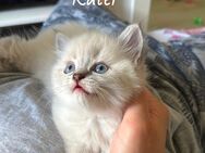 Ragdoll Kitten - Hamburg Altona