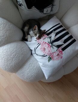 Babykatze sucht dringend zuhause - Wuppertal