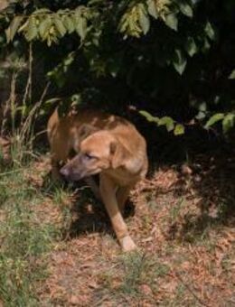 OZZY - einfach tolle Zeit erleben - Overath