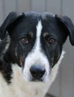 Ancho, geb. ca. 10/2021, GRIECHENLAND - Markdorf