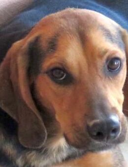 Missouri -sucht aktive Menschen- - Oldenburg