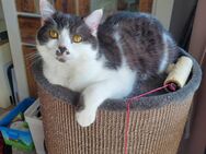 BKH-MIX Kater - Halle (Saale)