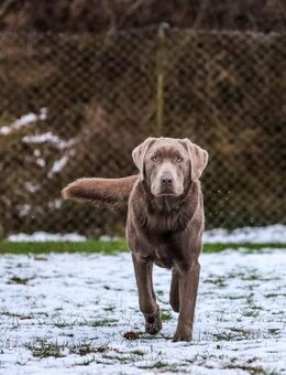 Deckrüde Labrador Retriever - Pirow