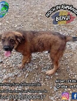 BENJI - und seine 5 Geschwister - Waakirchen