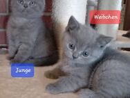 Reinrassige BKH Kitten - Brakel