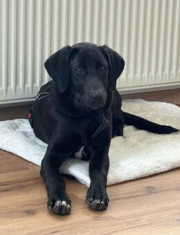 Unsere sehr verschmusten Labradormischlingswelpen ca 35-40 cm groß - Hohe Börde