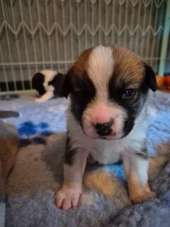 4 süße Australian Shepherd Mix Welpen