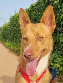 Gimbo musste um sein Leben kämpfen - Tübingen