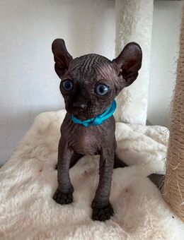 Sphynx Kitten suchen liebevolles Zuhause - Gerolzhofen