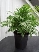 Zimmerpflanze Bergpalme Chamaedorea elegans pflegeleicht grün in 24944