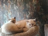 Gebe reinrassige BKH bluepoint Kitten ab - Sonnenstein