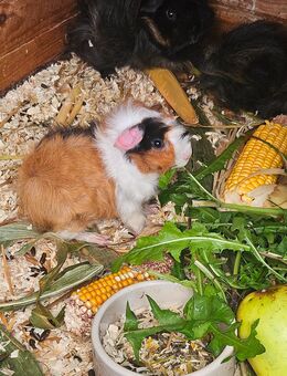 Meerschweinchen Lunkarya Babys - Mosbach