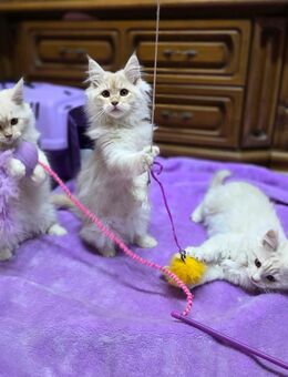 2 Maine Coon Kitten Katzenbaby weiß + creme Katze - Schwarzenbek