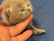 BKH Kitten mit Stammbaum - Bayreuth