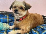 Shih Tzu-Mix Dame Betsy möchte ankommen - Brühl (Nordrhein-Westfalen)