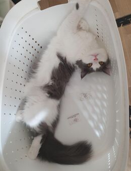 Maine Coon x British Langhaar Mix Kitten - Plauen