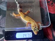 Leopardgecko Baby's Weibchen - Berlin