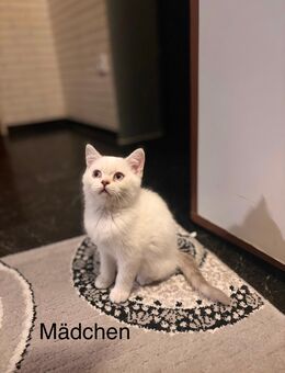 Süße BKH Kitten suchen ein neues Zuhause 💙🩷 - Essen