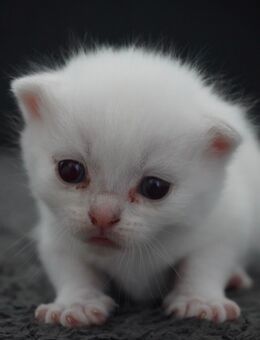 3 BKH Kitten suchen noch ein liebevolles Zuhause - Berlin