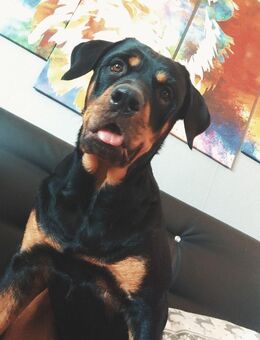 Dobermann Mix hündin sucht ein neues Zuhause - Rheine