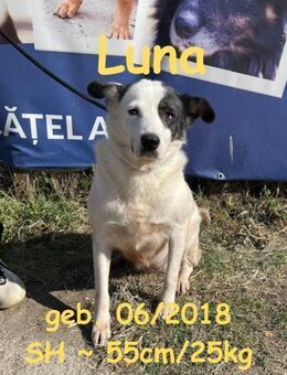 Luna - die Friedvolle - Rinteln