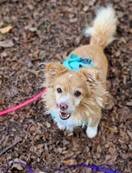 Chia hat ihr Zuhause verloren - Schwabach
