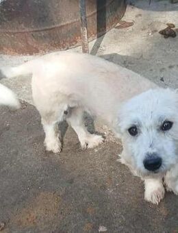 Marley - freundlich und verträglich - Westerholt