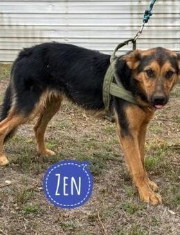 Zen ein lieber gutmütiger Rüde - Flörsheim-Dalsheim