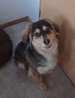 Max, a.d.Tierschutz, tolles Kerlchen sucht Happy-Home - Boxberg (Oberlausitz)