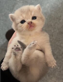 Britisch kurzhaar kitten - Duisburg