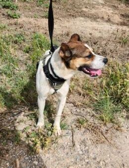 Stitch wartet voller Hoffnung - Berlin