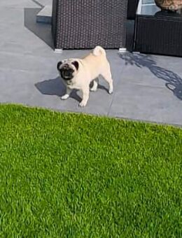 Liebevolle Mops-Hündin (8 Jahre) sucht dringend ein neues Zuhause - Selm