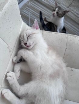 Unsere babykitten suchen ein liebevolles zu Hause - Essen