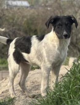 Püppi von kettenlos - Bollingstedt