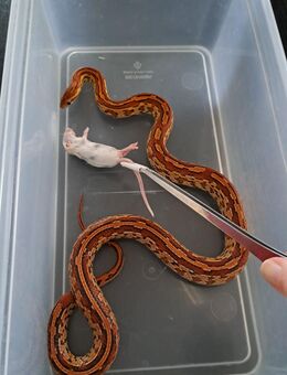 Kornnatter Weibchen Okeetee Tessera - Gelsenkirchen