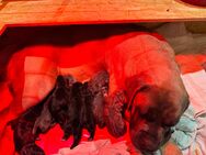Cane Corso Welpen - Sprockhövel
