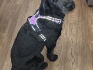 Goldendoddle, schwarz (Eltern: Golden Retriever + schwarzer Königspudel) zu vermitteln 9 Monate - Laudenbach (Baden-Württemberg)