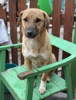 Pflegestelle für kleinen Jack gesucht - Celle