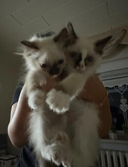 Zwei zuckersüße Ragdolljungs suchen noch Familienanschluss - Nuthe-Urstromtal
