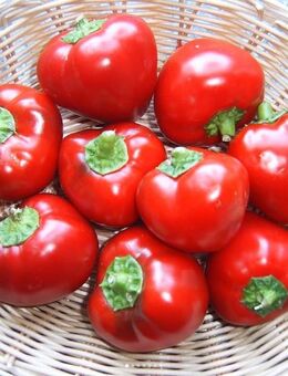 Paprika Saatgut Duma - Sulzbach-Rosenberg