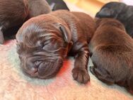 Labrador Welpen mit Abstammungsurkunde - Hohendubrau
