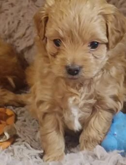 Koreanische Maltipoowelpen - Waldhufen